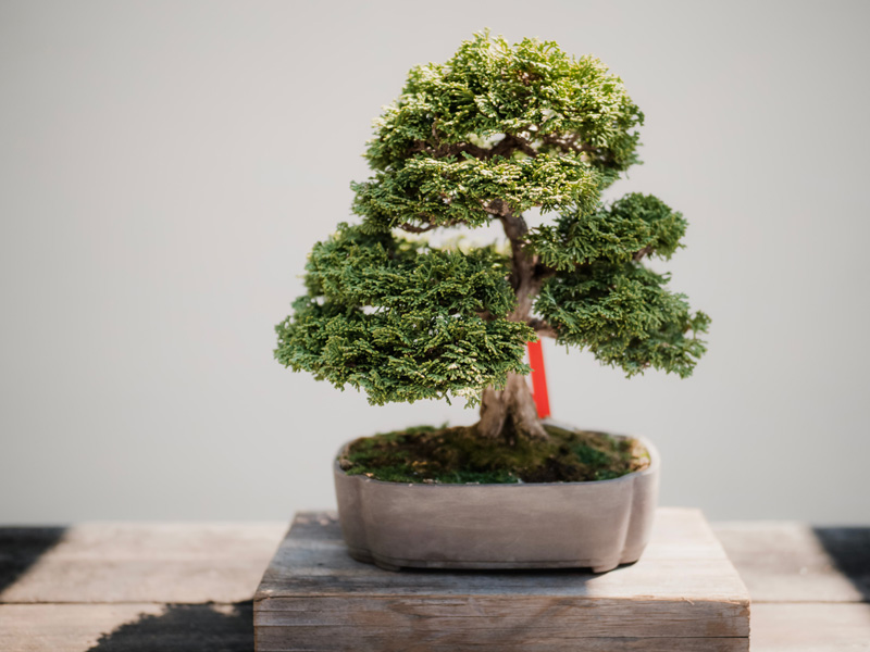 Maple Bonsai Tree