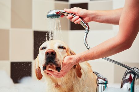 Pet Grooming Services